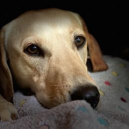 Labrador Retriever All Grown Up from Rachel Thornton's Labrador Retrievers
