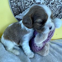 Robb - Blenheim male Cavalier King Charles Spaniel puppy in Tunbridge, Vermont from Solheimar