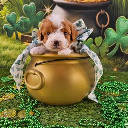 Ginger - Yellow and white female Bernedoodle puppy in Mckinney, Texas from M2 Bernedoodles
