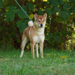 Spice - Shikoku Ken