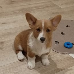 Diamond - White and red female Pembroke Welsh Corgi puppy in Wildersville, Tennessee from Robbie's Hobby Corgi's