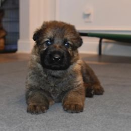 German Shepherd Puppies from Anderson German Shepherds LLC