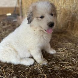 Great Pyrenees Puppies from Natalie Hnatkiv