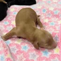 Squeaky(Boy2) - Cream male Dachshund puppy in Gulfport, Mississippi from Susan's Dachshunds
