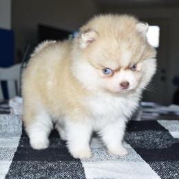 Cherry - Chocolate female Pomsky puppy in Chino Valley, Arizona from Rose Peek Pomskies