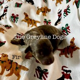 Fir - Gray (blue) and tan male Dachshund puppy in Overbrook, Kansas from The Greyline Dogs