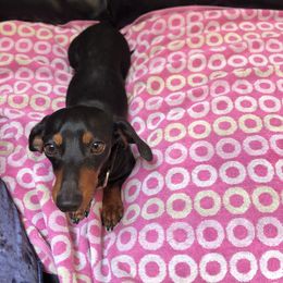 Bills - Dachshund
