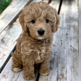Bugs - Goldendoodle puppy in Ogden, Utah from Archava Doodles