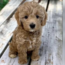 Bugs - Goldendoodle puppy in Ogden, Utah from Archava Doodles