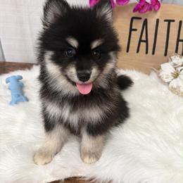 Minnie - Black and white female Pomsky puppy in Cadillac, Michigan from JHS Pomskies