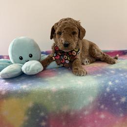Black collar boy - Red  male Goldendoodle puppy in Pawtucket, Rhode Island from Ds_minidoodles