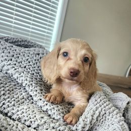 Eve - Cream female Dachshund puppy in Cypress, Texas from Cypress Dachshunds