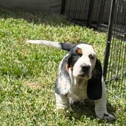 Male 4 - Black tan and white male Basset Hound puppy in Manchester, Tennessee from Middle TN Leopard Catahoulas and Middle TN Bassett Hounds