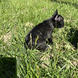 French Bulldog Puppies from Boone County Bulldogs