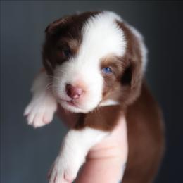Harbor - Red tri-color male Australian Shepherd puppy in Georgetown, Texas from River Reign Australian Shepherds