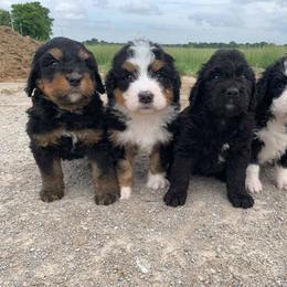 Bernedoodle, Neapolitan Mastiff, and Sheepadoodle Puppies from Cooper Creek Puppies