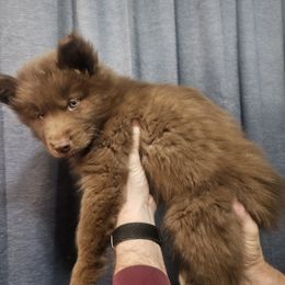 Siberian Husky Puppies from Wild Hunt Huskies