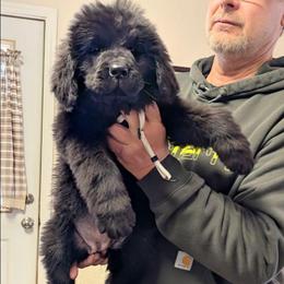 Female 8 Silver Collar - Black female Newfoundland puppy in Burfordville, Missouri from Umfleet Farms