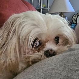 Nahla - Shih Tzu