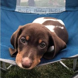 Dachshund Puppies from Brooke's Darling Dachshunds