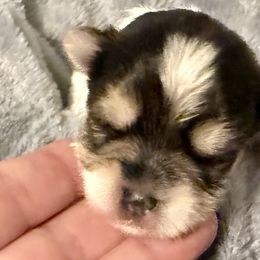 Tinker (dark pink band) - Parti female Yorkshire Terrier puppy in Tangipahoa County, Louisiana from Riche’ Louisiana Yorkies