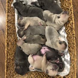 French Bulldog Puppies from Willow Farm