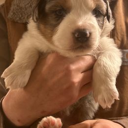 Australian Shepherd Puppies from Cherry City Kennels