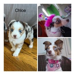 Miniature Australian Shepherd All Grown Up from ST Forest Aussies