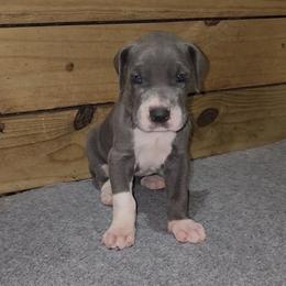 Jimmy - Blue and white male Great Dane puppy in Walker, Louisiana from La Rebel Danes