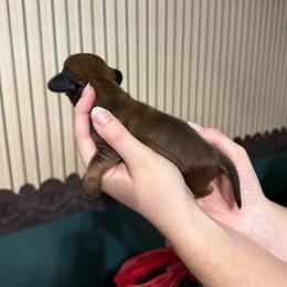 Male 2 - Chocolate and cream male Dachshund puppy in Houma, Louisiana from Portier’s Mini Dachshunds