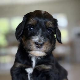 Squash - Tri-color male Bernedoodle puppy in Yuciapa, California from AlltheDoodlez_