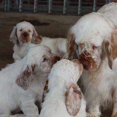 Clumber Spaniel Puppies from Rainsway Clumber Spaniels