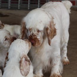 Clumber Spaniel Puppies from Rainsway Clumber Spaniels