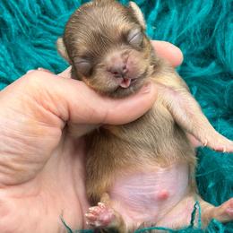 Peanut - Chocolate sabled fawn male Chihuahua puppy in Franklin, North Carolina from A&J Cutie Pawtooties