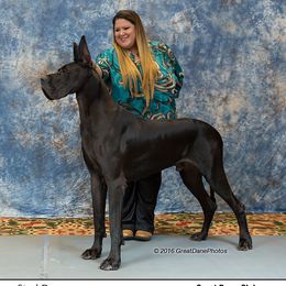 Angus - Great Dane