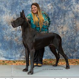 Angus - Great Dane