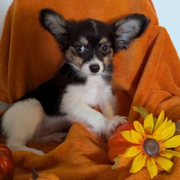 Ravyns Boy 1 - White black and tan male Papillon puppy in Joshua, Texas from Summertime Kennels