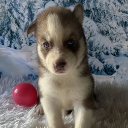 Sonya - Red and white female Siberian Husky puppy in Summerville, South Carolina from Carolina Husky Lodge