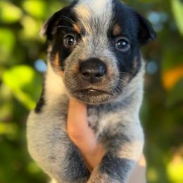 Willie - Blue male Australian Cattle Dog puppy in Surprise, Arizona from Copper State Cattle Dogs