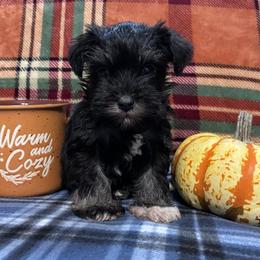 Bill - Black and silver male Miniature Schnauzer puppy in Hedgesville, West Virginia from Clay Hill Kennels