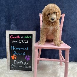 Yellow Collar - Cream female Poodle puppy in Athol, Massachusetts from DoeValley Standard Poodles