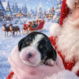 Augustus - Black white and tan male English Springer Spaniel puppy in Florida from Thunderbird Springers