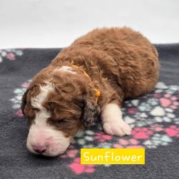 Sunflower - Sable female Bernedoodle puppy in Neillsville, Wisconsin from Granton Creek