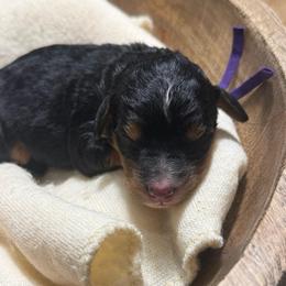 Lavender - Tri-color female Bernedoodle puppy in Bellevue, Iowa from Blended Acres & Kennels