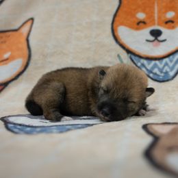 Teal Collar - Red sesame male Shikoku puppy in Pennsylvania from Aoiyama Sou Shikoku Kennel