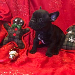French Bulldog Puppies from Knollridge Frenchies