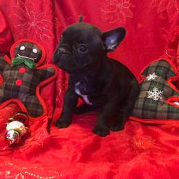 French Bulldog Puppies from Knollridge Frenchies