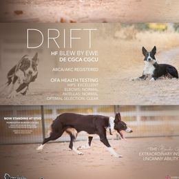 Drift - Border Collie