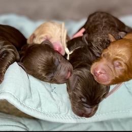 Double Doodle Puppies from Magnolia & Finn Doodles