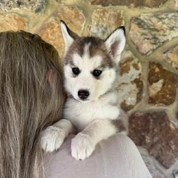 Misty - Wolf sable female Pomsky puppy in Venus, Pennsylvania from Hemlock Pines Pomsky